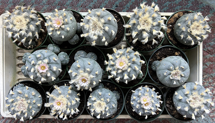 Lophophora williamsii